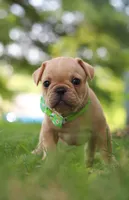 Ryder, a male French Bulldog for sale in Millersburg, OH – Photo 6 of 6