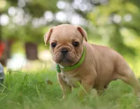 Ryder, a male French Bulldog for sale in Millersburg, OH – Photo 4 of 6