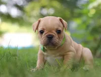 Ryder, a male French Bulldog for sale in Millersburg, OH – Photo 3 of 6