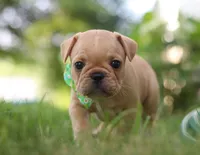 Ryder, a male French Bulldog for sale in Millersburg, OH – Photo 5 of 6