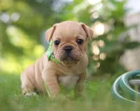 Ryder, a male French Bulldog for sale in Millersburg, OH – Photo 2 of 6