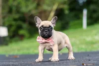 Callie, a female French Bulldog for sale in Millersburg, OH – 9 of 10