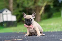 Callie, a female French Bulldog for sale in Millersburg, OH – 3 of 10