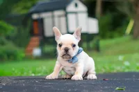 Koby, a male French Bulldog for sale in Millersburg, OH – 4 of 10