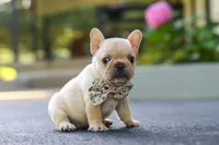 Kyra, a female French Bulldog for sale in Millersburg, OH – 5 of 10