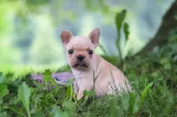 Cody, a male French Bulldog for sale in Millersburg, OH – 5 of 10