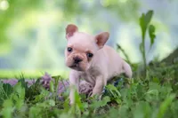 Cody, a male French Bulldog for sale in Millersburg, OH – 3 of 10