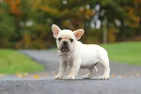 Aspen, a female French Bulldog for sale in Millersburg, OH – 6 of 8