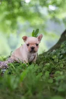 Cody, a male French Bulldog for sale in Millersburg, OH – 6 of 10