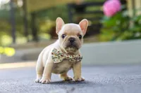 Kyra, a female French Bulldog for sale in Millersburg, OH – 3 of 10