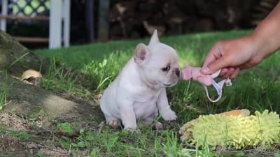 Delilah, a female French Bulldog for sale in Millersburg, OH – 7 of 7