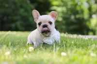Allie, a female French Bulldog for sale in Millersburg, OH – 4 of 10