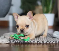 Finn, a male French Bulldog for sale in Millersburg, OH – Photo 10 of 10