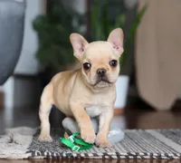 Finn, a male French Bulldog for sale in Millersburg, OH – Photo 3 of 10