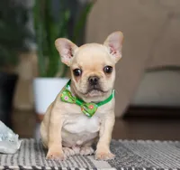 Finn, a male French Bulldog for sale in Millersburg, OH – Photo 1 of 10