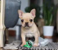 Finn, a male French Bulldog for sale in Millersburg, OH – Photo 5 of 10