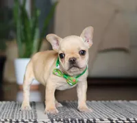 Finn, a male French Bulldog for sale in Millersburg, OH – Photo 9 of 10