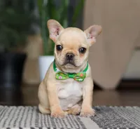 Finn, a male French Bulldog for sale in Millersburg, OH – Photo 8 of 10