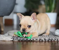 Finn, a male French Bulldog for sale in Millersburg, OH – Photo 4 of 10