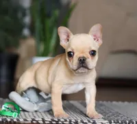 Finn, a male French Bulldog for sale in Millersburg, OH – Photo 7 of 10