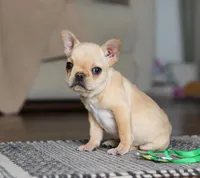 Finn, a male French Bulldog for sale in Millersburg, OH – Photo 6 of 10