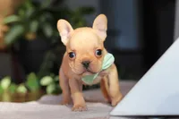 Porter, a male French Bulldog for sale in Millersburg, OH – Photo 8 of 10