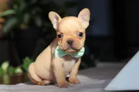 Porter, a male French Bulldog for sale in Millersburg, OH – Photo 10 of 10