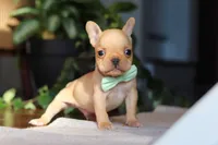 Porter, a male French Bulldog for sale in Millersburg, OH – Photo 3 of 10