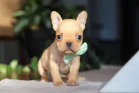 Porter, a male French Bulldog for sale in Millersburg, OH – Photo 7 of 10