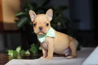 Porter, a male French Bulldog for sale in Millersburg, OH – Photo 4 of 10