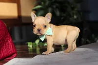 Porter, a male French Bulldog for sale in Millersburg, OH – Photo 9 of 10