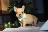 Porter, a male French Bulldog for sale in Millersburg, OH – Photo 5 of 10