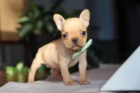 Porter, a male French Bulldog for sale in Millersburg, OH – Photo 2 of 10