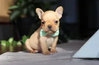 Porter, a male French Bulldog for sale in Millersburg, OH – Photo 1 of 10