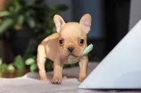 Porter, a male French Bulldog for sale in Millersburg, OH – Photo 6 of 10