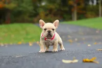 Allie, a female French Bulldog for sale in Millersburg, OH – 6 of 8