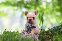 Cody, a male French Bulldog for sale in Millersburg, OH – 7 of 10