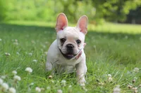Allie, a female French Bulldog for sale in Millersburg, OH – 6 of 9