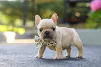 Kyra, a female French Bulldog for sale in Millersburg, OH – 7 of 10