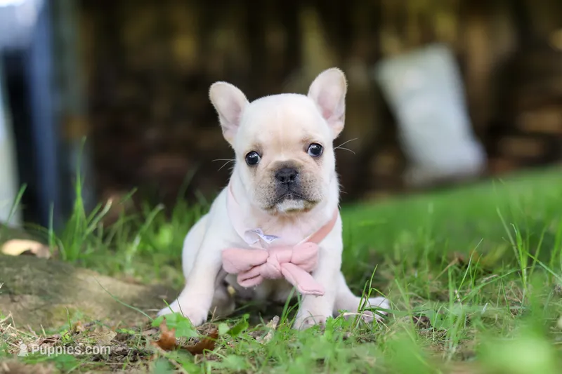 Delilah – French Bulldog puppy for sale in Millersburg, OH