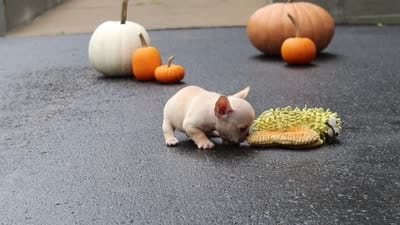 Alex, a male French Bulldog for sale in Millersburg, OH – 5 of 5