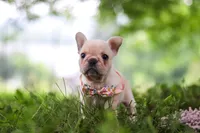 Sophie, a female French Bulldog for sale in Millersburg, OH – 3 of 10