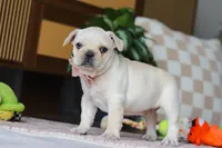 Raine, a female French Bulldog for sale in Millersburg, OH – Photo 3 of 5