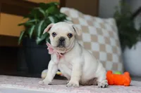 Raine, a female French Bulldog for sale in Millersburg, OH – Photo 4 of 5