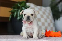 Raine, a female French Bulldog for sale in Millersburg, OH – Photo 1 of 5