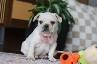 Raine, a female French Bulldog for sale in Millersburg, OH – Photo 2 of 5