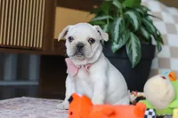 Raine, a female French Bulldog for sale in Millersburg, OH – Photo 5 of 5