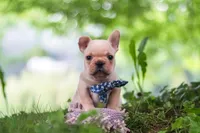 Cody, a male French Bulldog for sale in Millersburg, OH – 9 of 10