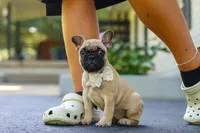 Callie, a female French Bulldog for sale in Millersburg, OH – 5 of 10