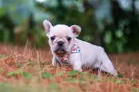 Sophie, a female French Bulldog for sale in Millersburg, OH – 6 of 10